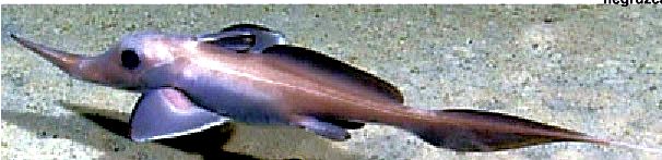 Harriotta raleighana_03.jpg